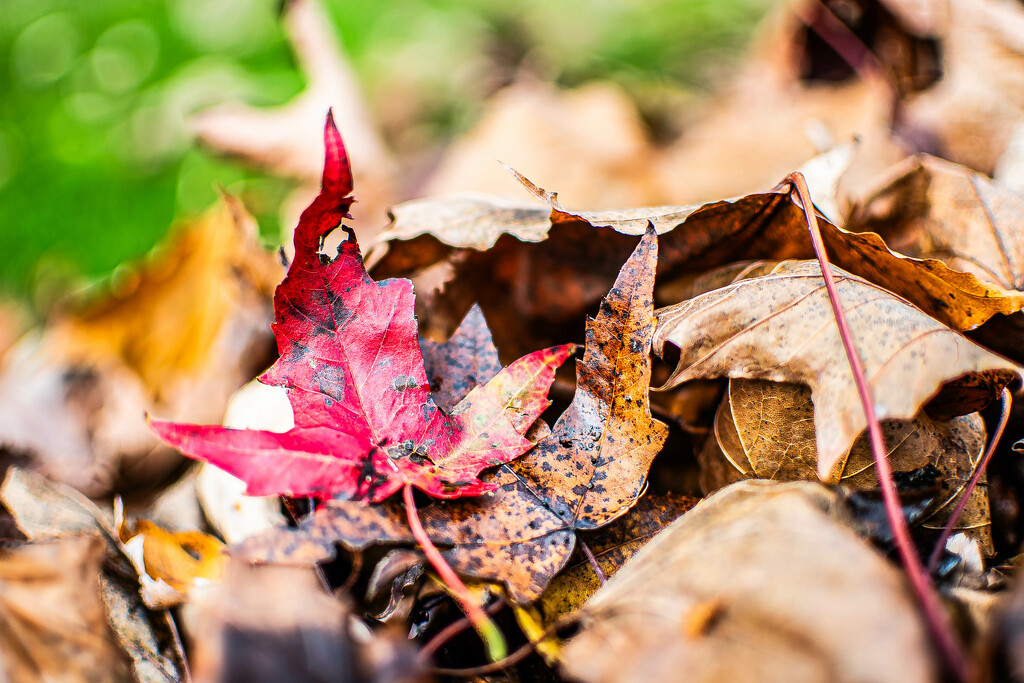 One red leaf by darchibald