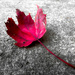 leaf me alone! by northy