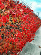 11th Nov 2023 - Red hedge