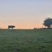 North Essex Cows  by richardsandford