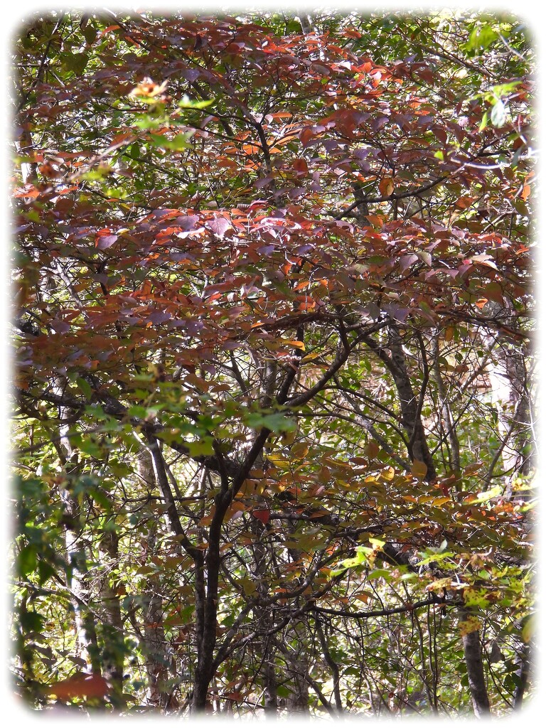 The wild dogwoods... by marlboromaam