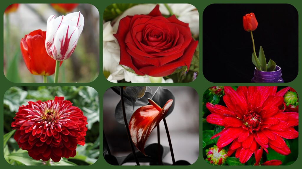 floral reds by amyk