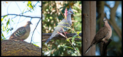 25th Oct 2023 - Bird(s) 25 - Columbidae (Pigeons and Doves)