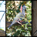 Bird(s) 25 - Columbidae (Pigeons and Doves)