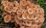 11th Nov 2023 - Mushrooms in the Yard!