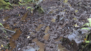 8th Nov 2023 - But then, mud tracks