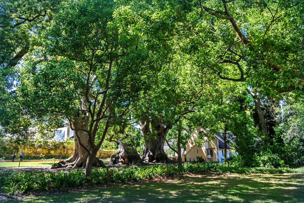 Camphor trees by ludwigsdiana