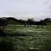 Cows and cobwebs by sjoyce
