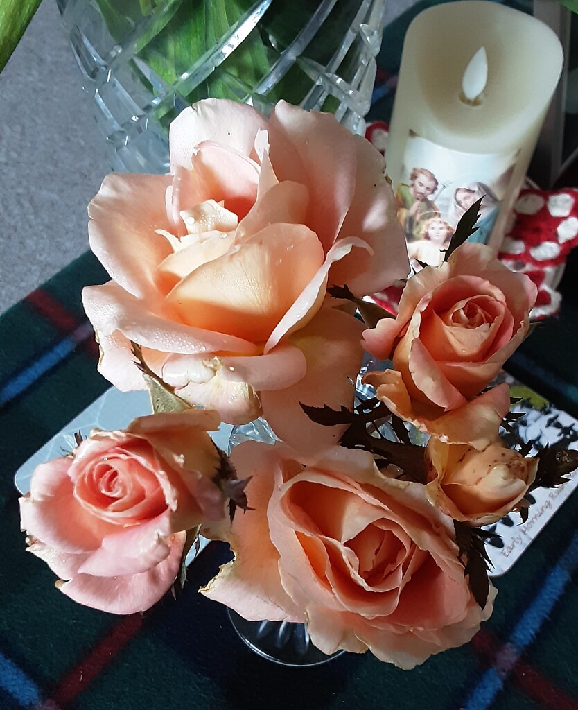 November roses from our garden. by grace55