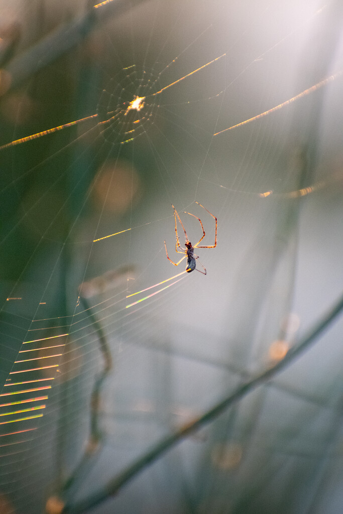 The web we weave by nannasgotitgoingon