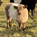 Belted Galloway Calf by allsop