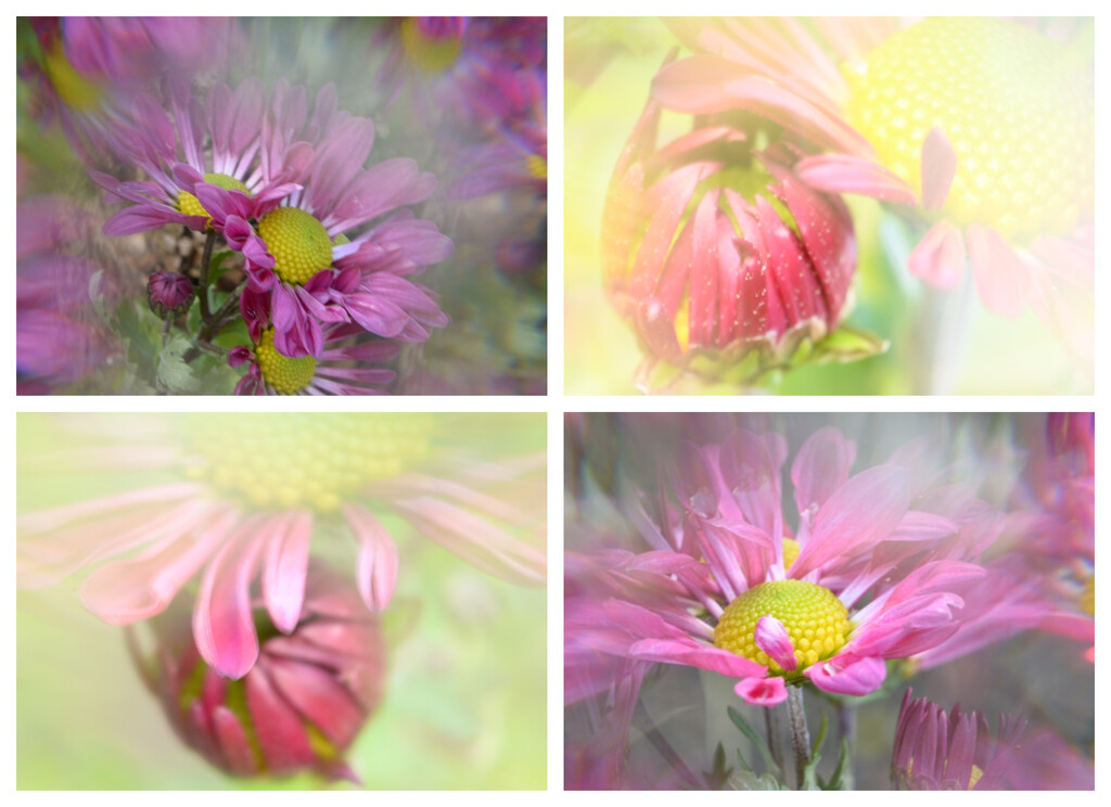 Chrysanthemum collage........... by ziggy77