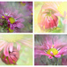 Chrysanthemum collage........... by ziggy77
