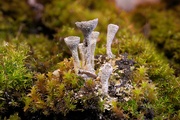 12th Nov 2023 - Lichen and moss
