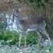 Fallow Deer  by arkensiel