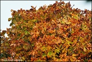 12th Nov 2023 - Colours of autumn