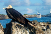 12th Nov 2023 - Galapagos Island-Birds