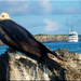 Galapagos Island-Birds by 365projectorgchristine