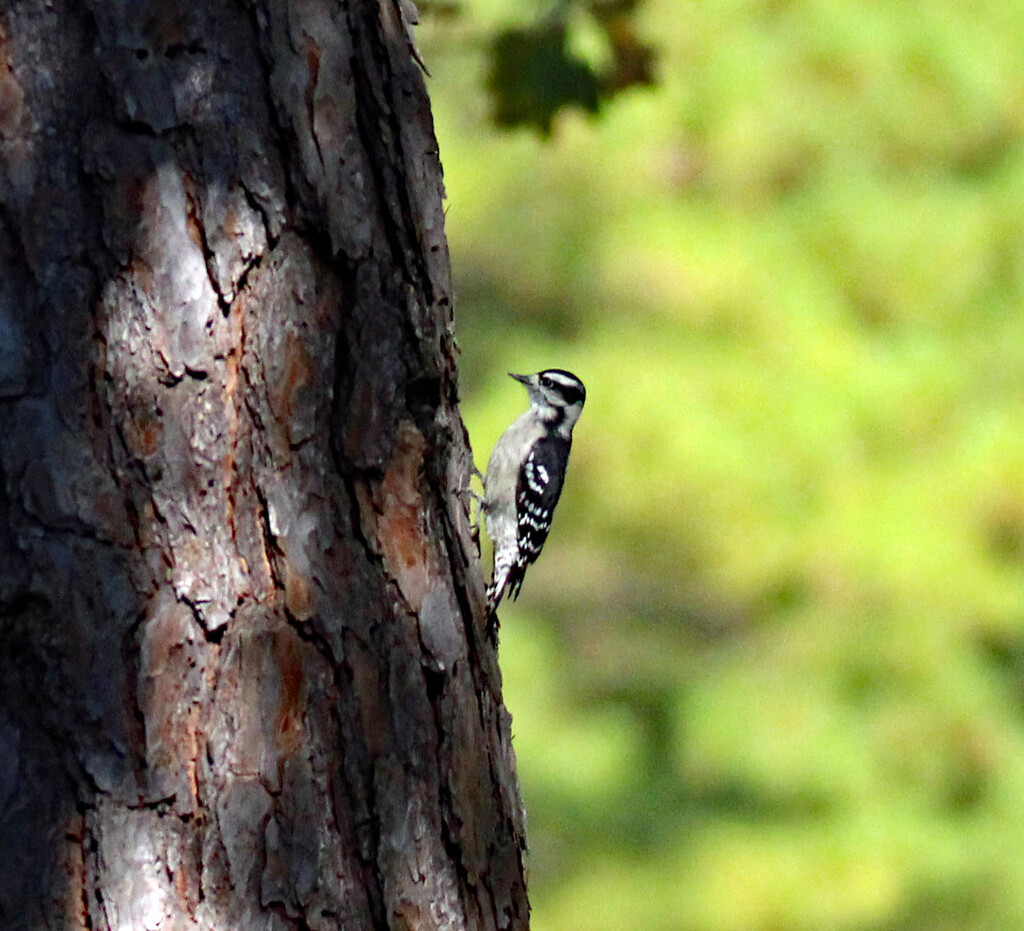 Oct 18 Downy Woodpecker IMG_4860AA by georgegailmcdowellcom