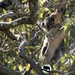 another new koala ... by koalagardens