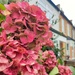 Hydrangea on the terrace by boxplayer