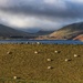Sheep grazing.  by billdavidson