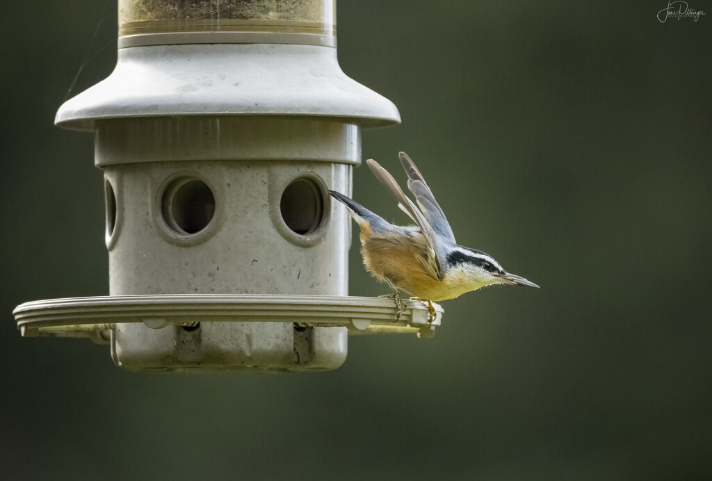 Nuthatch Leaving by jgpittenger