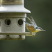 Nuthatch Leaving by jgpittenger