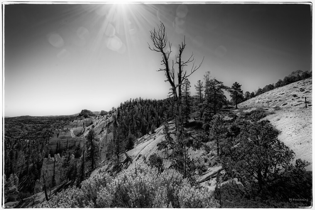 Bryce Canyon by bluemoon
