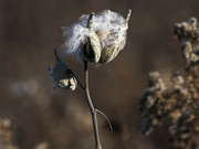 12th Nov 2023 - milkweed seeds