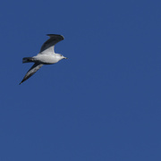 12th Nov 2023 - ring-billed gull