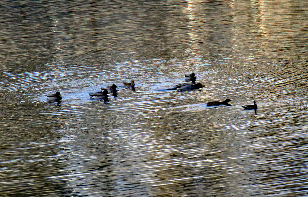 Oct 19 Mallards IMG_4876A by georgegailmcdowellcom