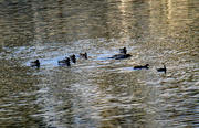 19th Oct 2023 - Oct 19 Mallards IMG_4876A