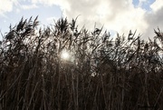 12th Nov 2023 - Through the Reeds
