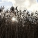 Through the Reeds by nodrognai