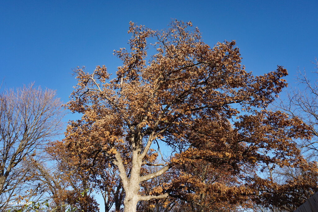 Mighty Oak tree in the fall by larrysphotos