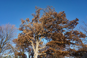 12th Nov 2023 - Mighty Oak tree in the fall