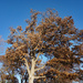 Mighty Oak tree in the fall by larrysphotos