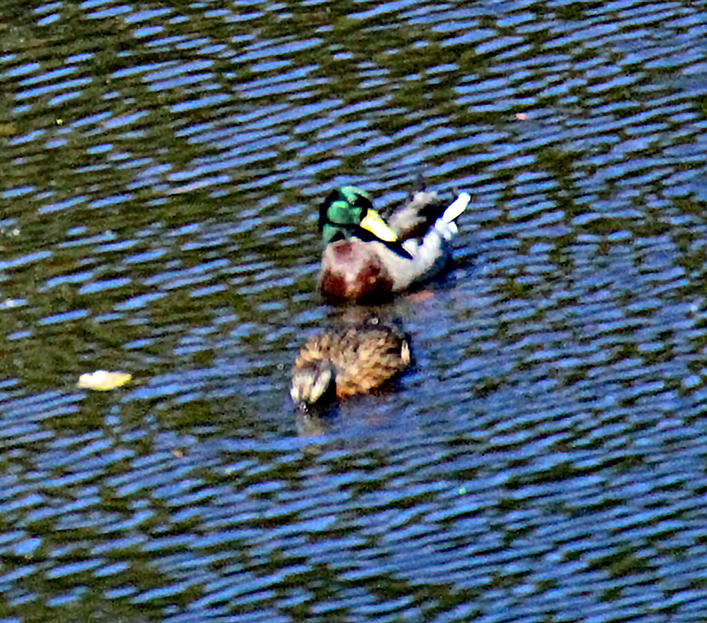 Oct 21 Mallards Pair IMG_4905A by georgegailmcdowellcom