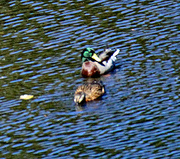 21st Oct 2023 - Oct 21 Mallards Pair IMG_4905A