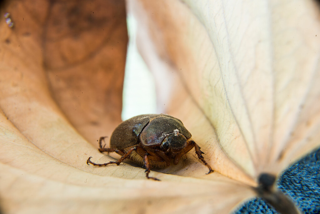 Macro: beetle by jeneurell