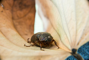 13th Nov 2023 - Macro: beetle