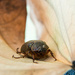 Macro: beetle