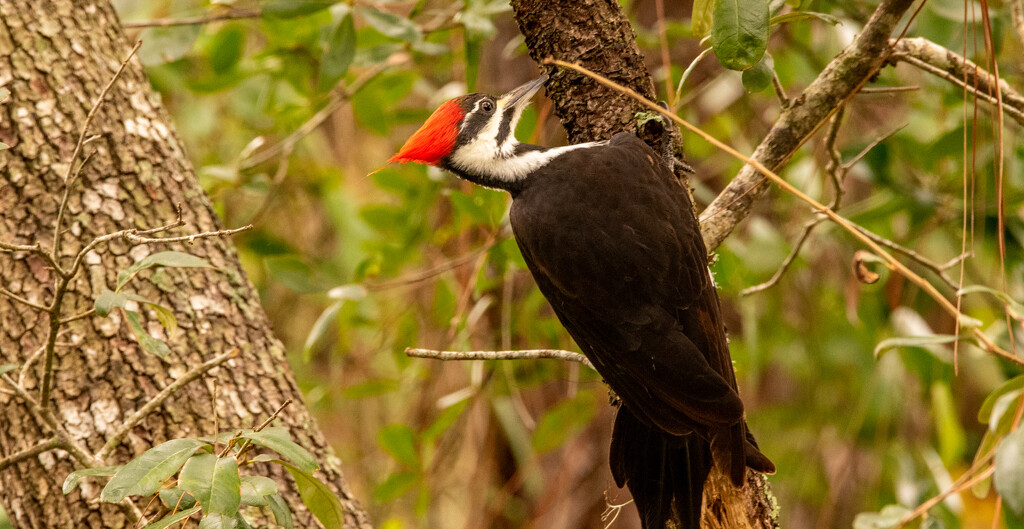 The Lady Pileated Woodpecker! by rickster549