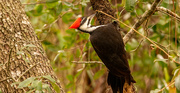 12th Nov 2023 - The Lady Pileated Woodpecker!