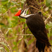 The Lady Pileated Woodpecker! by rickster549