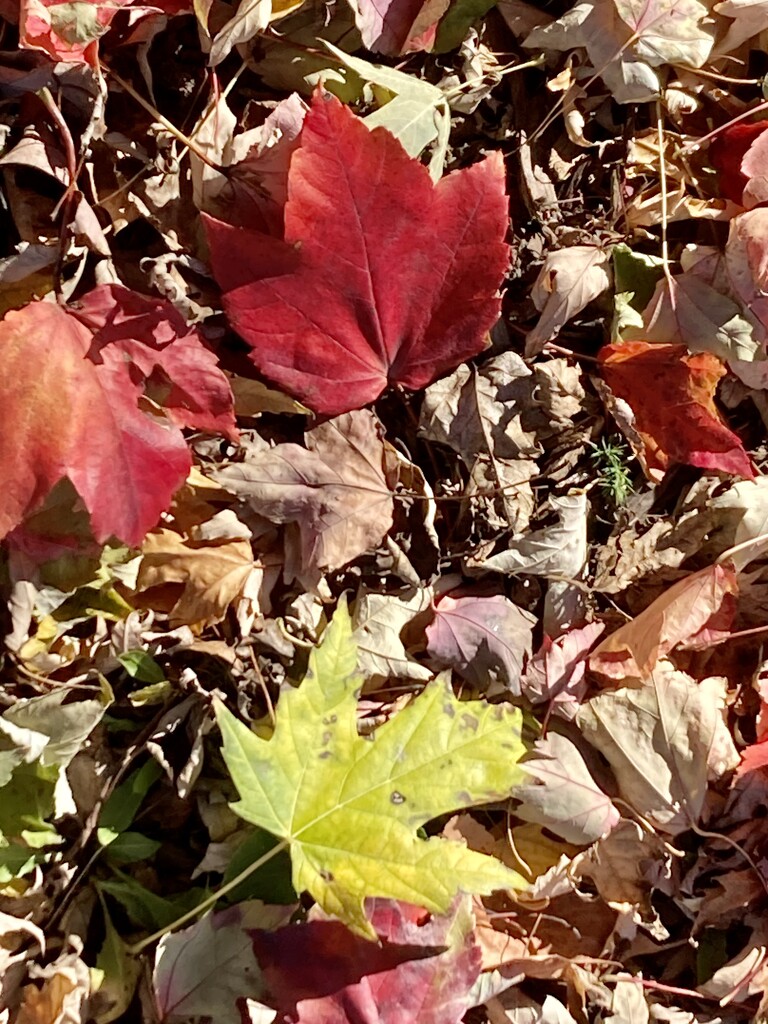 Red Brown Green and Orange  by illinilass