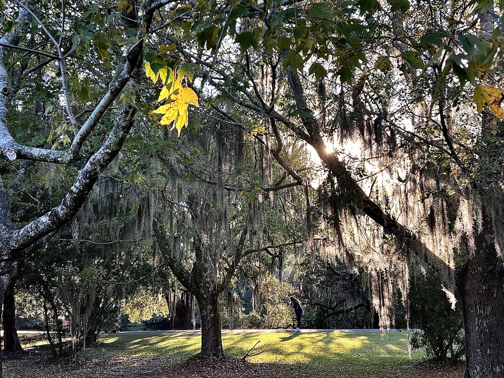 Autumn by congaree