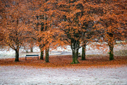13th Nov 2023 - Between autumn and winter
