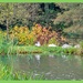 Swans At Rest,Stowe Gardens by carolmw